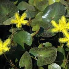 Image result for Nymphoides senegalensis