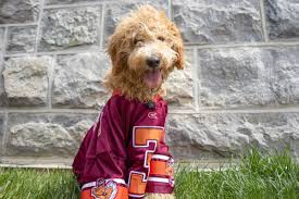 Cabo fish taco baja mexican cantina in blacksburg va and. Finding A Friend For Life The Best Spots Around Blacksburg To Find Dogs Lifestyles Collegiatetimes Com