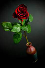 Bouquet only one red rose images rose flower. Red Rose Red Roses Single Red Rose Rose