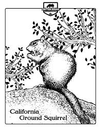 Printable squirrel to color and save coloring page coloringanddrawings.com provides you with the opportunity to color or print your squirrel to color and save drawing online for free. California Ground Squirrel Coloring Page C S W D Squirrel Coloring Page Coloring Pages Free Coloring Pages