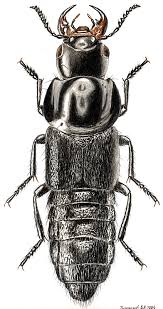 Hesperus Viridisplendens Weird Insects Bugs And Insects Beautiful Bugs