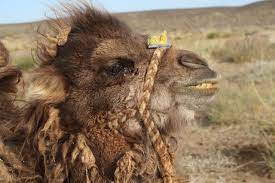 Fennimore quigley is credited with milking the first camel and breaking the record for longest unintentional flight, all in the same afternoon. Smiling Camels In The South Gobi Desert Of Mongolia With Mongolia Quest Picture Of Mongolia Quest Ulaanbaatar Tripadvisor