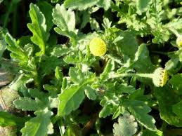 Image result for Grangea maderaspatana