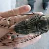 Quesada gigas (olivier, 1790) is a cicada found in the united states (texas), argentina, belize it is the largest cicada in these locations. Https Encrypted Tbn0 Gstatic Com Images Q Tbn And9gctf1jn8peci89vq9luobzlni9m7lznvc 9wfs4ub9r3zqszn 4 Usqp Cau