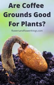 Are Coffee Grounds Good For Plants Flowersandflowerthings Coffee Grounds For Plants Gardening For Beginners Uses For Coffee Grounds