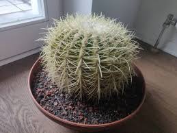 Succulents have gained widespread popularity and for good reason. Cactus Turning Yellow And Shriveling From Bottom To Top Gardening Landscaping Stack Exchange