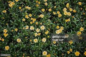 Image result for Euryops chrysanthemoides