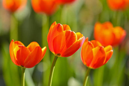 Tulip orange