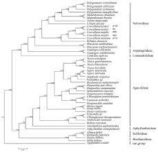 Image result for Behnia reticulata