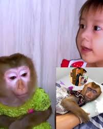 Reunion of Monkey Kaka and Mit with their family