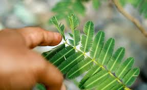 Image result for Mimosa pudica