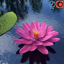 Water Lily Plant 0001 3d Model Download Royalty Free Flower 3d Models 3d Squirrel Lily Plants Water Lily Plants