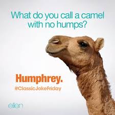 What do you call a three humped camel? Camels And Sister