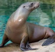 California sea lion | Smithsonian's National Zoo and ...