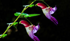 We did not find results for: 5 Plants That Look Like Animals Ferns N Petals