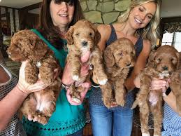 If you are looking for a great family pet, then a goldendoodle is the perfect choice. The Harris Farm Mini Goldendoodles