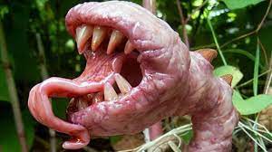10 Plants That Eat Animals Youtube
