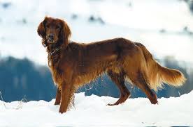 So, if you are looking for an english cream golden retriever in oregon, california, washington, or surrounding states, this is your chance to bring home a beautiful. Golden Irish Irish Setter Golden Retriever Mix Info Pictures Doggie Designer