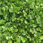 Image result for Falkia