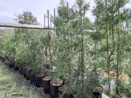 Image result for Afrocarpus falcatus