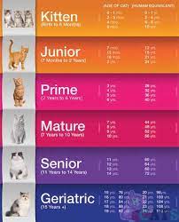 How Old Is My Cat In Cat Years Cat Age Calculator And Chart Cat Ages Cat Years Cat Age Chart