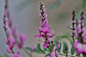 Image result for Indigofera oxalidea