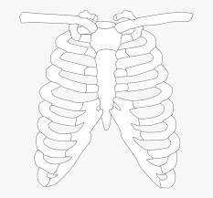 Download free static and animated rib cage vector icons in png, svg, gif formats. Rib Cage Png Clipart Of X Ray Transparent Png Kindpng
