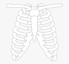 Over 200 angles available for each 3d object, rotate and download. Rib Cage Png Clipart Of X Ray Transparent Png Kindpng