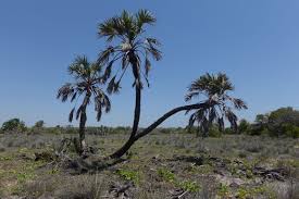 Image result for Hyphaene