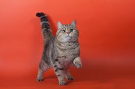 She strives to be both elegant, though in reality she's spoiled and likes to tell. 250 Disney Cat Names That Are Just Meow Gical Ideas For Names