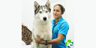 Get the best pet supplies online and in store! No 1 Veterinary Clinic In Dubai Top Vet Hospital Pets Health
