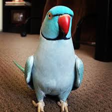 Exotic Birds You Can Have As Pets Pin By Justus Lucey On Parrots Nuff Said Pet Birds Parrot Pet Parrot