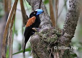 Image result for Vangueria vestita