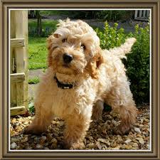 Maybe you would like to learn more about one of these? Cockapoo Grooming For The Love Of Cockapoos