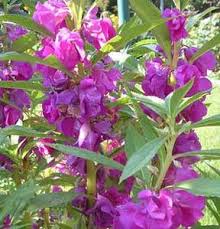 Image result for Impatiens balsamina