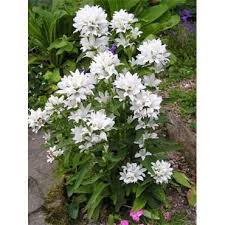 Campanula Glomerata Alba Johnstown Garden Centre Ireland Campanula Garden Care Trees To Plant