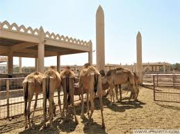 Running standalone is as simple just to create a camelcontext, add routes and start it. Feeding The Camels On The Royal Camel Farm In Bahrain