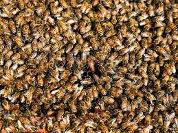 Spanisches Paar entdeckt 80.000 Bienen in Schlafzimmerwand | STERN.de