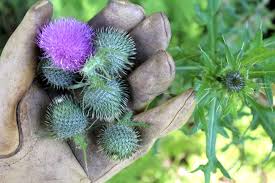 It makes eating nutritious, organic, and local foods incredibly convenient. Foraging Thistle For Food And Medicine