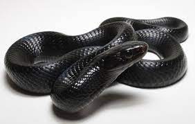 Black Pearl Reptiles 2012 Offerings Faunaclassifieds Mexican Black Kingsnake Cute Snake Reptiles