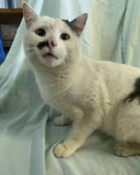 Image result for kitler