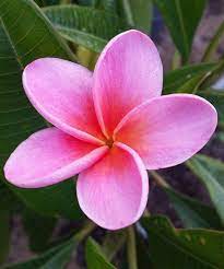 Pin On Frangipani