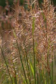 Image result for Sorghastrum