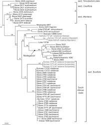 Image result for Memecylon rovumense