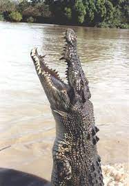 Krokodil Kiwithek