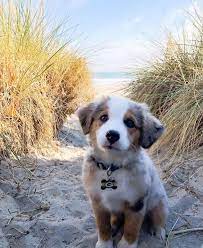 The Cutest Puppy Of The Day 24 Pics Cute Animal Pictures Cute Animals Cute Dogs