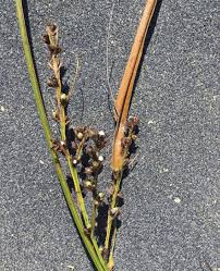 Image result for Scleria lacustris