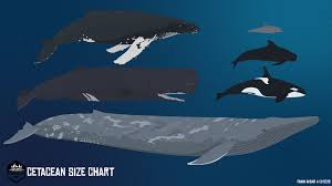 Artstation Cetacean Size Chart Fahim Akbar