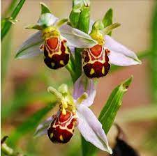The Rare Ophrys Apifera Bee Orchid Seeds Smile Face Flower Seeds 20 Seeds Orchid Seeds Unusual Flowers Strange Flowers