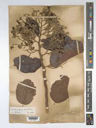 Image result for Maranthes